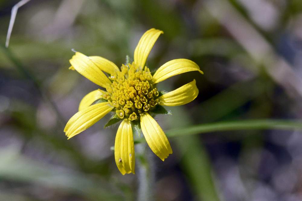 Asteraceae: Buphthalmum salicifolium (cfr.)